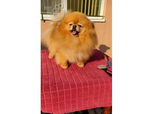 Τέλεια Pomeranians, κουτάβια